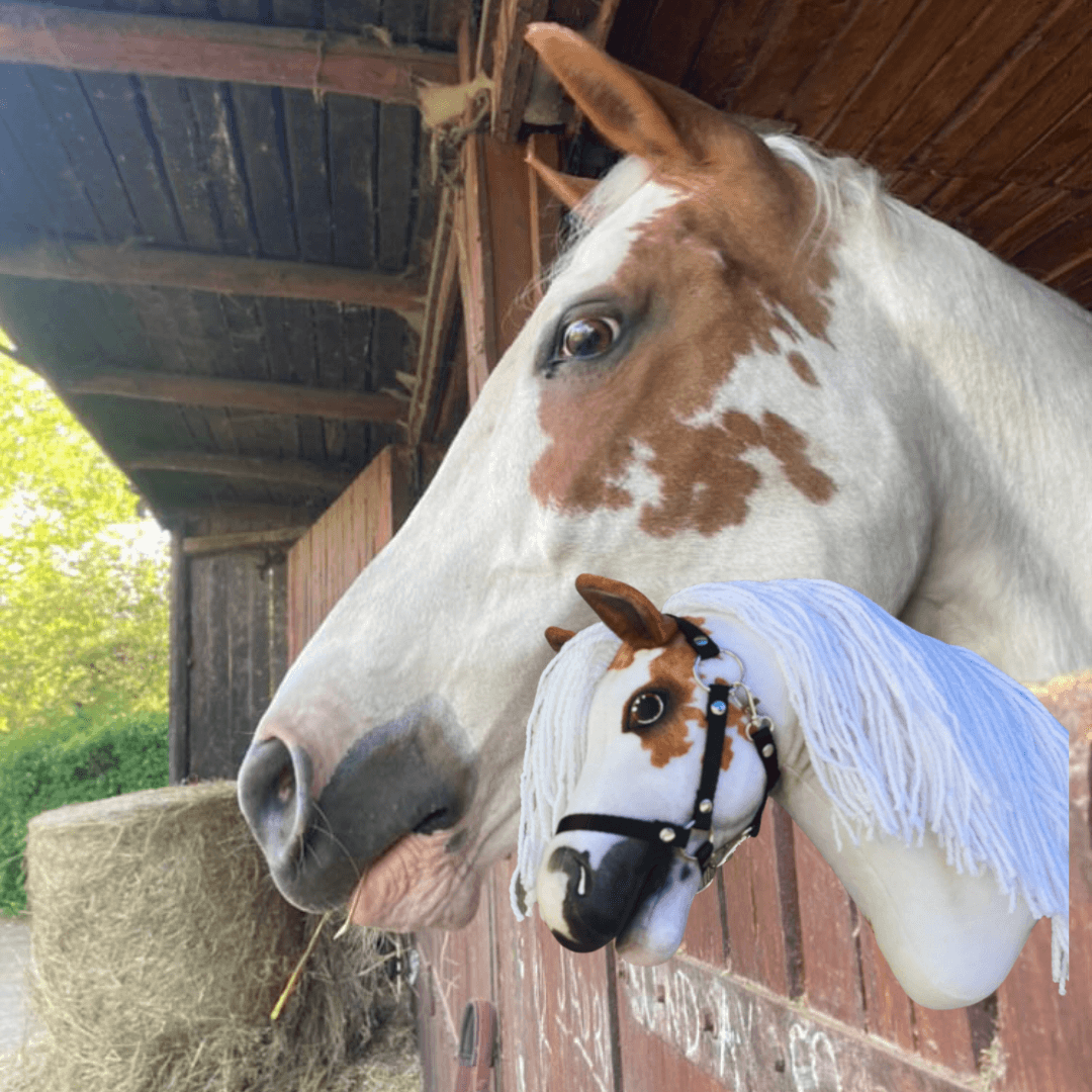 Bílohnědý kůň se zapletenou hřívou vyhlíží z dřevěné stáje. Před ním je zakázkový Hobby Horse LarDen „Hobby Horse Koník podle fotografie“, který se skutečnému koni velmi podobá.